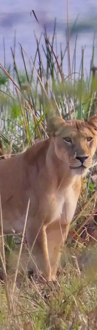 Löwenmama mit Babys